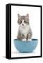 Kitten in Blue Bowl-null-Framed Stretched Canvas