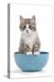 Kitten in Blue Bowl-null-Stretched Canvas