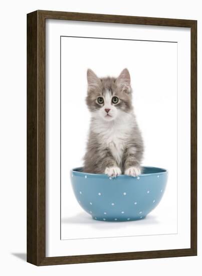 Kitten in Blue Bowl-null-Framed Photographic Print