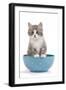 Kitten in Blue Bowl-null-Framed Photographic Print