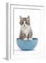 Kitten in Blue Bowl-null-Framed Photographic Print