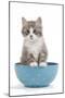 Kitten in Blue Bowl-null-Mounted Photographic Print