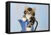 Kitten in Blue Jug-null-Framed Stretched Canvas