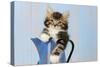 Kitten in Blue Jug-null-Stretched Canvas