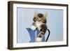 Kitten in Blue Jug-null-Framed Photographic Print