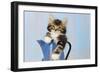 Kitten in Blue Jug-null-Framed Photographic Print