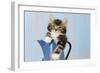 Kitten in Blue Jug-null-Framed Photographic Print