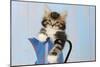 Kitten in Blue Jug-null-Mounted Photographic Print