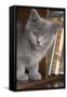 Kitten in Bureau-null-Framed Stretched Canvas