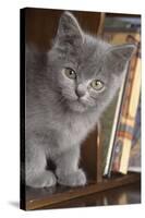 Kitten in Bureau-null-Stretched Canvas