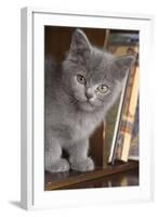 Kitten in Bureau-null-Framed Photographic Print