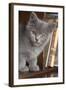 Kitten in Bureau-null-Framed Photographic Print