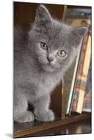 Kitten in Bureau-null-Mounted Photographic Print