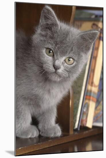 Kitten in Bureau-null-Mounted Photographic Print