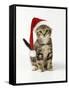 Kitten in Christmas Hat-null-Framed Stretched Canvas