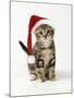 Kitten in Christmas Hat-null-Mounted Photographic Print