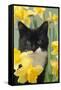 Kitten in Daffodils-null-Framed Stretched Canvas