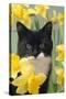 Kitten in Daffodils-null-Stretched Canvas