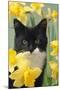 Kitten in Daffodils-null-Mounted Photographic Print