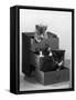 Kitten in Each Drawer-null-Framed Stretched Canvas