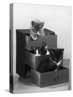 Kitten in Each Drawer-null-Stretched Canvas