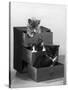 Kitten in Each Drawer-null-Stretched Canvas