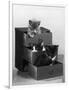 Kitten in Each Drawer-null-Framed Photographic Print