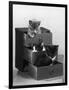 Kitten in Each Drawer-null-Framed Photographic Print