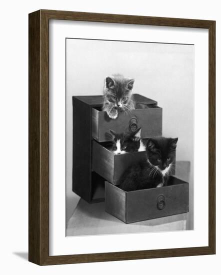 Kitten in Each Drawer-null-Framed Photographic Print