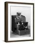 Kitten in Each Drawer-null-Framed Photographic Print