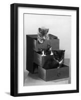Kitten in Each Drawer-null-Framed Photographic Print