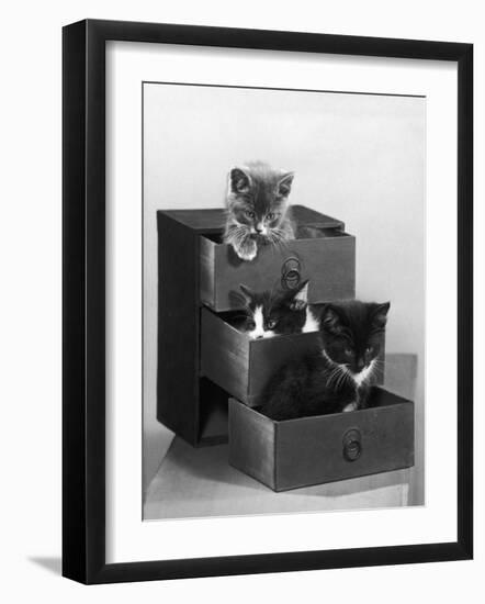 Kitten in Each Drawer-null-Framed Photographic Print