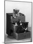 Kitten in Each Drawer-null-Mounted Photographic Print