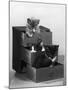 Kitten in Each Drawer-null-Mounted Photographic Print