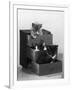 Kitten in Each Drawer-null-Framed Photographic Print