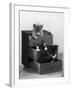 Kitten in Each Drawer-null-Framed Photographic Print