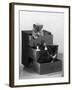 Kitten in Each Drawer-null-Framed Photographic Print