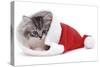 Kitten in Father Christmas Hat *Restriction - Not Available for Greetings Cards and Calendars-Mark Taylor-Stretched Canvas