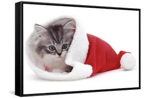 Kitten in Father Christmas Hat *Restriction - Not Available for Greetings Cards and Calendars-Mark Taylor-Framed Stretched Canvas