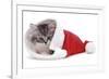 Kitten in Father Christmas Hat *Restriction - Not Available for Greetings Cards and Calendars-Mark Taylor-Framed Photographic Print