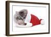 Kitten in Father Christmas Hat *Restriction - Not Available for Greetings Cards and Calendars-Mark Taylor-Framed Photographic Print