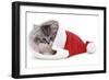 Kitten in Father Christmas Hat *Restriction - Not Available for Greetings Cards and Calendars-Mark Taylor-Framed Photographic Print