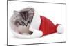 Kitten in Father Christmas Hat *Restriction - Not Available for Greetings Cards and Calendars-Mark Taylor-Mounted Photographic Print