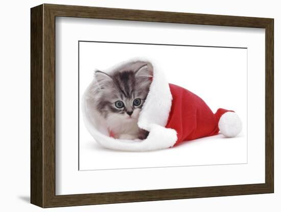 Kitten in Father Christmas Hat *Restriction - Not Available for Greetings Cards and Calendars-Mark Taylor-Framed Photographic Print