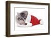 Kitten in Father Christmas Hat *Restriction - Not Available for Greetings Cards and Calendars-Mark Taylor-Framed Photographic Print