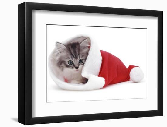 Kitten in Father Christmas Hat *Restriction - Not Available for Greetings Cards and Calendars-Mark Taylor-Framed Photographic Print