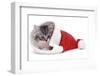 Kitten in Father Christmas Hat *Restriction - Not Available for Greetings Cards and Calendars-Mark Taylor-Framed Photographic Print