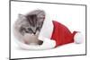 Kitten in Father Christmas Hat *Restriction - Not Available for Greetings Cards and Calendars-Mark Taylor-Mounted Photographic Print