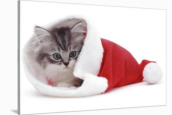 Kitten in Father Christmas Hat *Restriction - Not Available for Greetings Cards and Calendars-Mark Taylor-Stretched Canvas