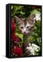 Kitten in Flowers, Sarasota, Florida, USA-Lynn M^ Stone-Framed Stretched Canvas